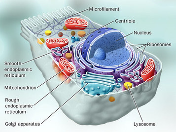 Cell Structure & Function - Genetics Stuff